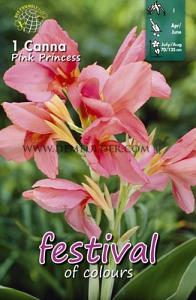Festival Spring Canna Canna Pink Princess I (x14x1)