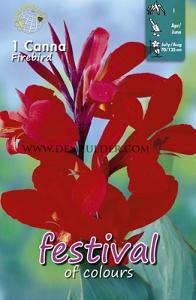 Festival Spring Canna Canna Firebird I (x14x1)