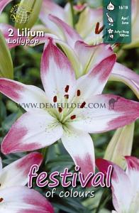Festival Spring Lilium Lilium Lollypop 16/18 (x14x2)