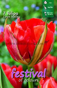 Festival Autumn Tulipa Tulipa Love Valley 12/+ (x12x7)