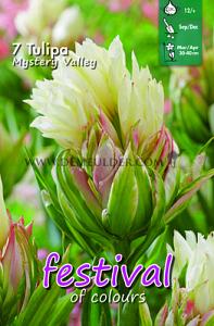 Festival Autumn Tulipa Tulipa Mystery Valley 12/+ (x12x7)