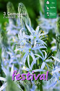Festival Autumn Camassia Camassia Cusickii 12/+ (x12x3)