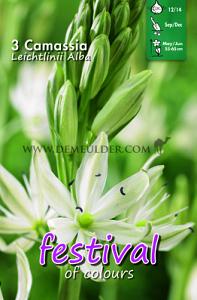Festival Autumn Camassia Camassia Leichtlinii Alba 12/+ (x12x3)