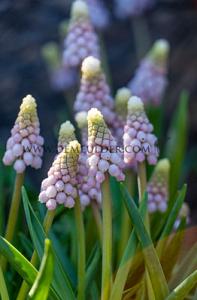 Muscari Pink Sunrise 5/+ (x12x5)