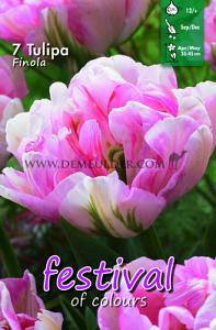 Tulips Finola 12/+ (x12x7)