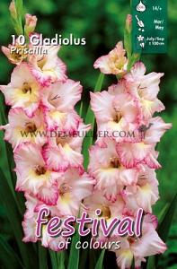 Festival Spring Gladiolus Large Flowered Gladiolus Priscilla 14/+ (x10x10)