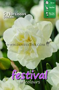Narcissus Obdam 12/+ (x8x5)