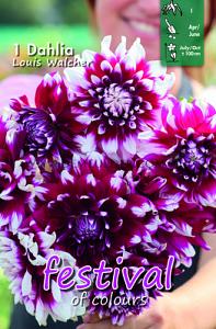 Festival Spring Decorative Medium Flowered Dahlia Louis Walcher I (x14x1)