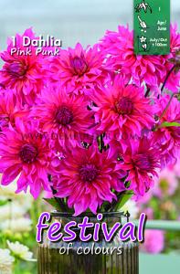 Festival Spring Decorative Small Flowered Dahlia Pink Punk I (x14x1)