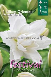 Pre-packed Lilium OR Double White 16/18 (x14x1)