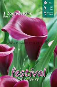 Pre-packed Zantedeschia Purple 18/+ (x14x1)