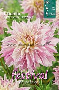 Festival Winter Dahlia Large Flowered Dahlia Labyrinth Twotone I (x14x1)