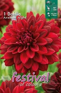 Festival Spring Dahlia Small Flowered Dahlia Arabian Night I (x14x1)