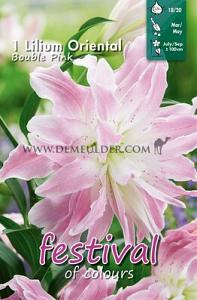 Festival Spring Lilium Lilium OR Double Pink 16/18 (x14x1)