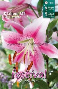 Festival Winter Lilium Lilium Roze - Wit 16/18 (x14x1)