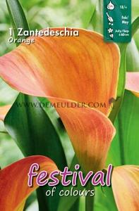 Festival Spring Zantedeschia Zantedeschia Orange 18/+ (x14x1)