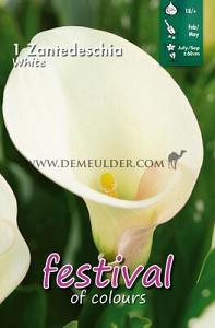 Festival Spring Zantedeschia Zantedeschia White 18/+ (x14x1)