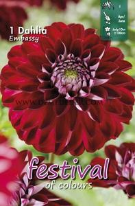 Festival Winter Dahlia Small Flowered Dahlia Embassy I (x14x1)