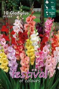 Festival Spring Gladiolus Large Flowered Gladiolus Gemengd 14/+ (x10x10)