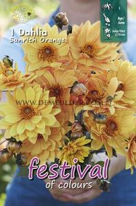 Festival Spring Dahlia Single Flowered Dahlia Sunrich Orange I (x14x1)