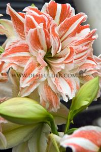 Amaryllis Dancing Queen 30/32 (x5x1)