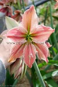 Amaryllis Exotic Star 28/30 (x5x1)