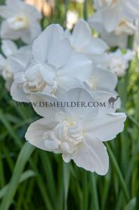 Narcissus Obdam 12/+ (x8x5)
