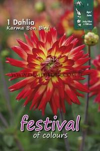 Festival Spring Dahlia Cactus Of Semicactus Dahlia Karma Bon Bini I (x14x1)