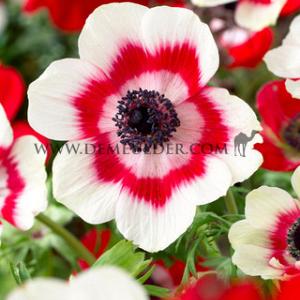 Anemone Bicolor 7/8 (x 250)