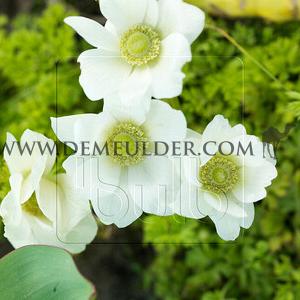 Anemone Bride 7/8 (x 250)