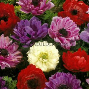 Anemone St Brigid Mixed 7/8 (x 250)