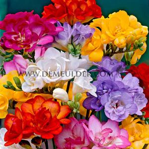Freesia Double Mixed 5/6 (x 250)