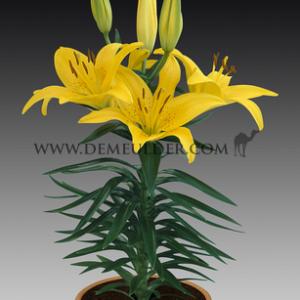 Lilium Tiny Bee (x 300)