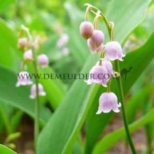 Convallaria Rosea (x 100)
