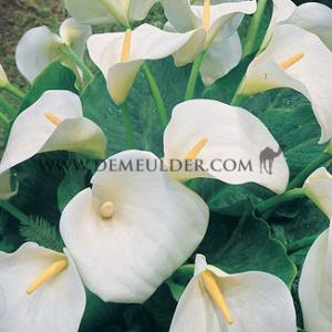Zantedeschia Aethiopica 16/18 (x 50)