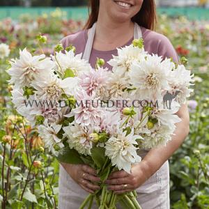 Dahlia Café au Lait (x 35)