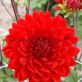 Dahlia Garden Wonder (x 35)