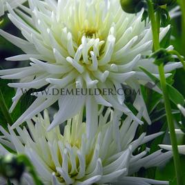 Dahlia Playa Blanca (x 35)