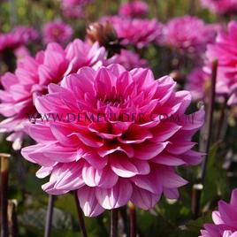 Dahlia Melody Fanfare (x 35)