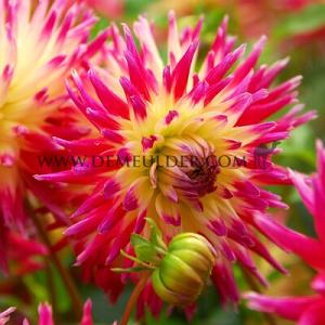 Dahlia Tahiti Sunrise (x 35)