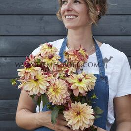 Dahlia Happy Butterfly (x 35)