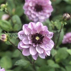Dahlia Creme De Cassis (x 35)