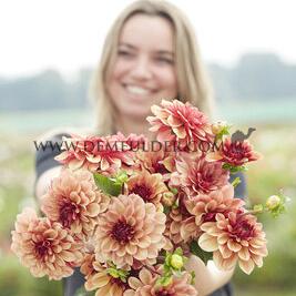 Dahlia Creme De Cognac (x 35)