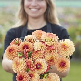 Dahlia Bonanza (x 35)