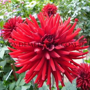 Dahlia Forrestal (x 35)