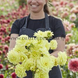 Dahlia Glory Of Heemstede (x 35)