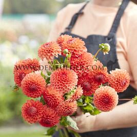 Dahlia Safe Shot (x 35)