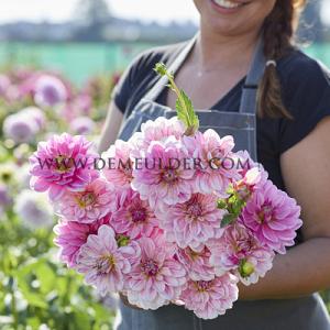 Dahlia Bonesta (x 35)