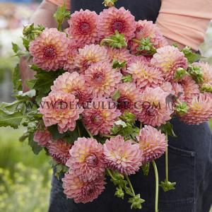 Dahlia Hillcrest Suffusion (x 35)