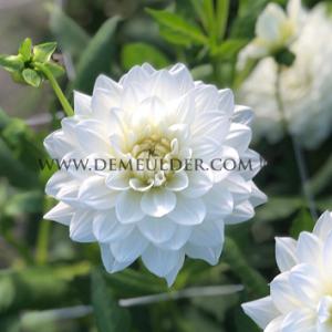 Dahlia White Swan (x 35)